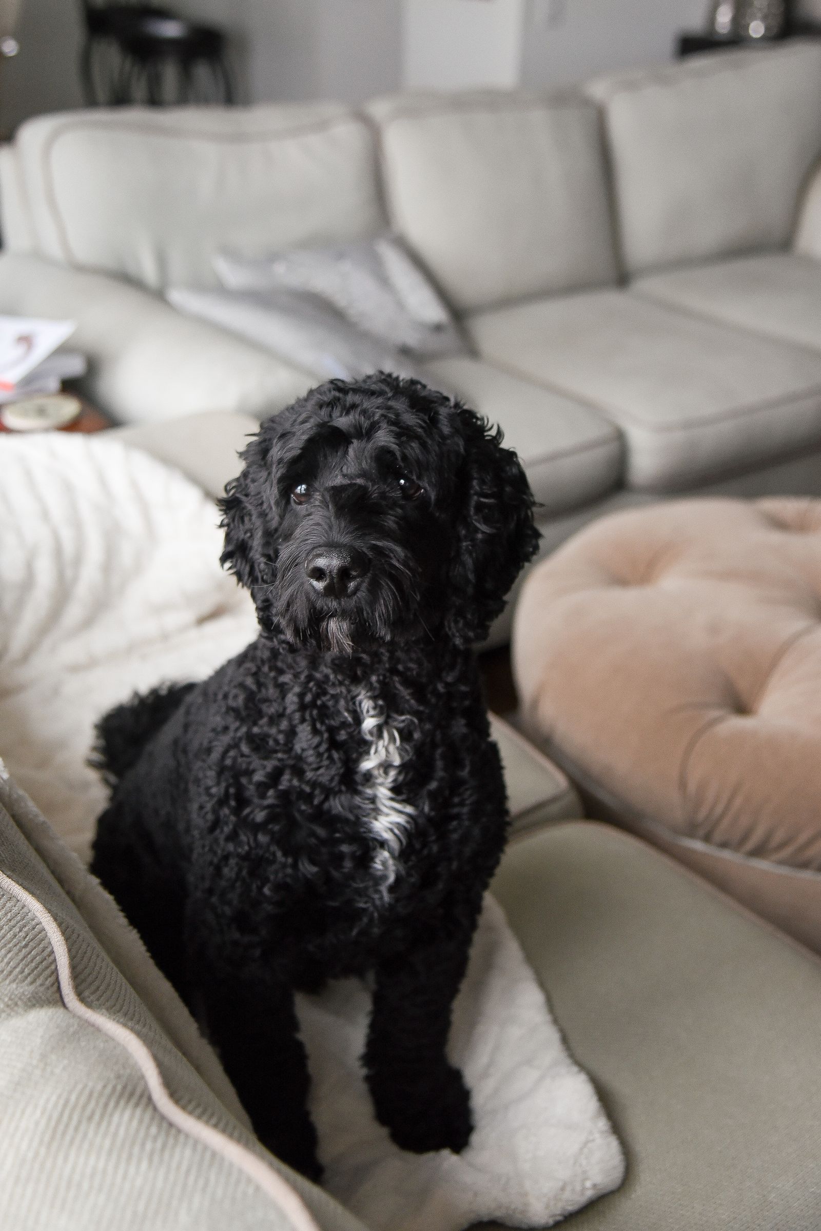 Pet-Friendly Apartments in Manayunk: Life at The View